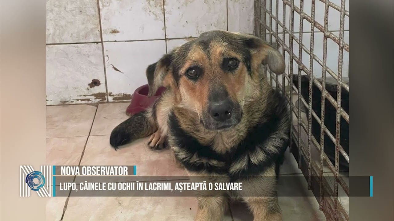 LUPO, CÂINELE CU OCHII ÎN LACRIMI, AȘTEAPTĂ O SALVARE