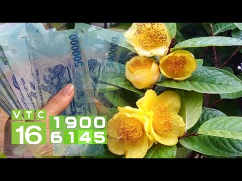 Hoa Màu Vàng Nhỏ - Trà hoa vàng:  Thần dược giá 14 triệu đồng/kg | VTC16