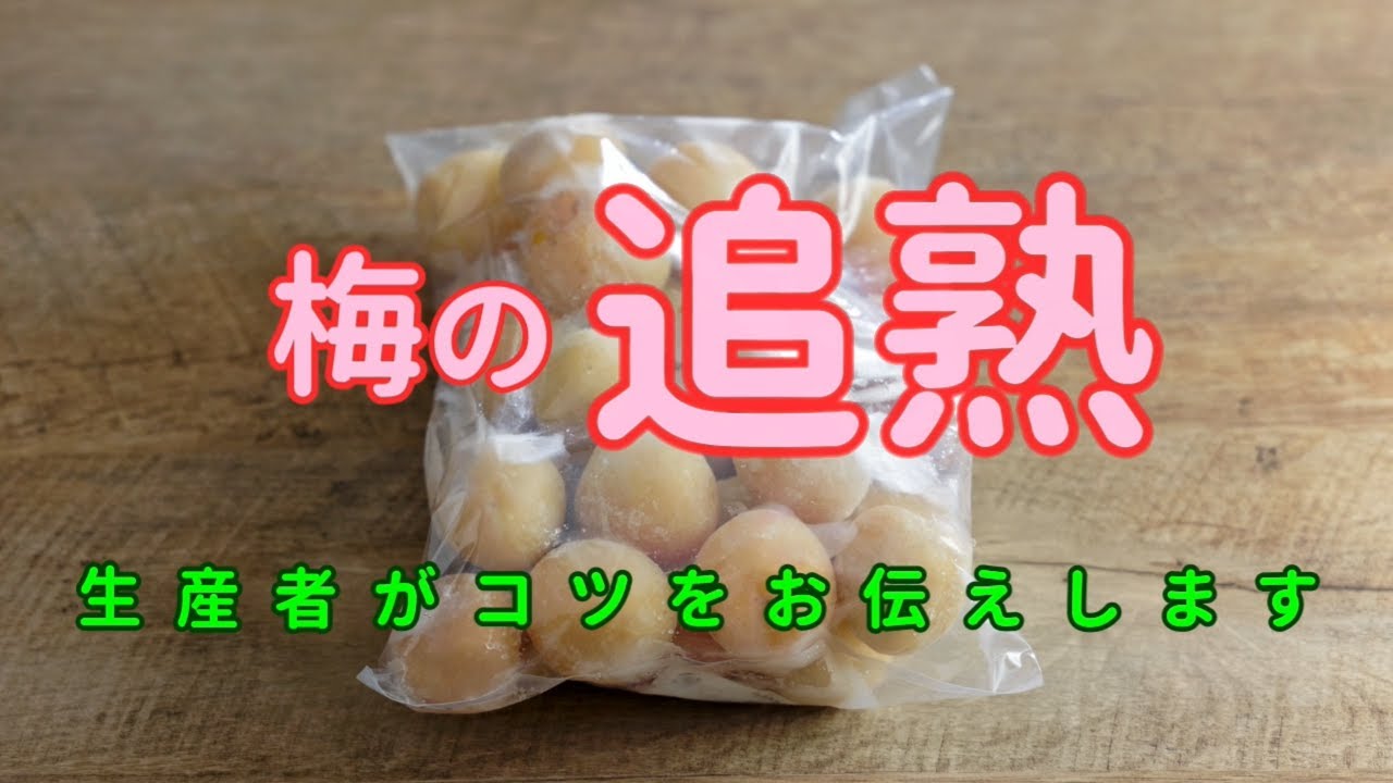 梅の追熟 生産者がコツをお伝えします｜生協の宅配パルシステム