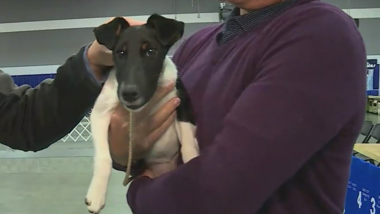 Rose City Classic Dog Show at Portland Expo Center