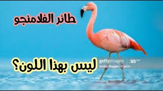 طائر الفلامنجو* ليس بهذا اللون في الحقيقة |اشترك📢❤❤