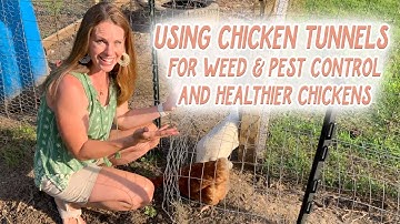 Our Chicken Tunnels, Coop, and Run Setup around the Garden