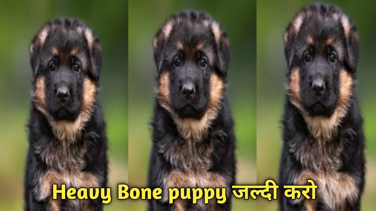 Double coat German shepherd puppy for sale ll German safed dog price in