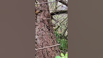 Entering Douglas Squirrel’s Territory