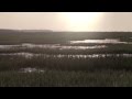 Mannington Commercial's The Birds & The Bees