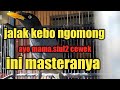 Jalak kebo ngomong ayo mamak ayo bpk,lnjut terus