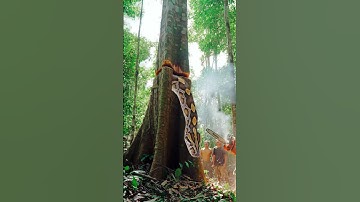 Chainsaw Cuts Tree – Giant Snake Comes Out #woodworking #treecutting #chainsawsthill