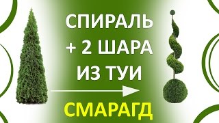 ТУЯ СПИРАЛЬ | СТРИЖКА ТУИ - ТОПИАР | СЕКРЕТЫ ХВОЙНЫХ |THUJA SMARAGD| стрижкатуиминск|@VLASTELIN_MINSK