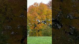 Change is not loss it’s preparation for growth #nature #spirituality #tree #peace #love #abundance
