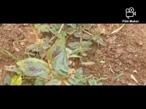 DAWA NZURI SANAA YA MASHILINGI 