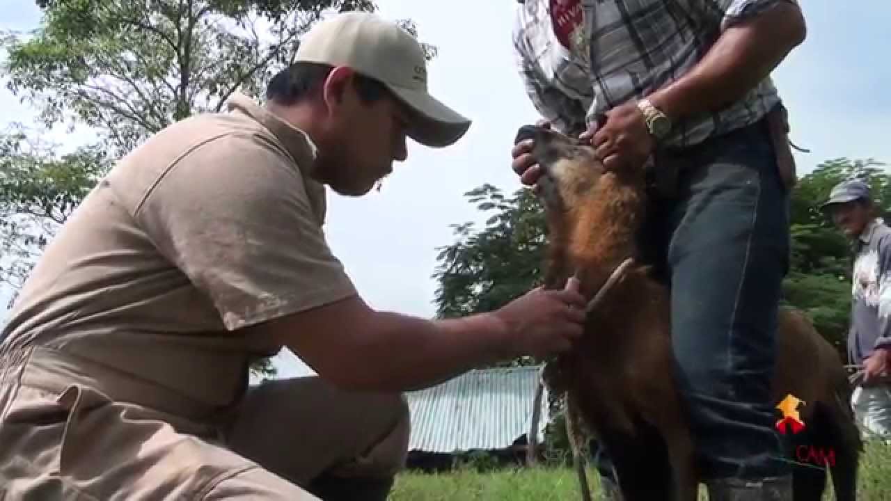 Campaña Nacional contra la Brucelosis Ovina y Caprina
