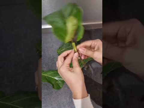 bouturage ficus lyrata
