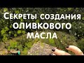 Как делают оливковое масло? | Выдумщики.ру