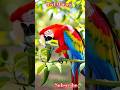 Colourful 💐 ✨️ Macaw Parrot 🦜 #Parrot #Macaw #redmacaw #shorts #BestVibes