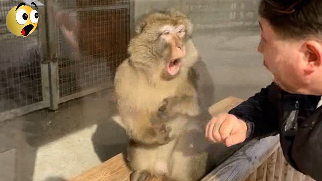 Funniest Monkey & Animal Moments Caught on Camera! 😹📸🐵