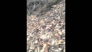 Leaf Sledding