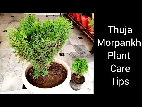 ვიდეო: Thuja ქოთანში (30 ფოტო): ზრუნვა ოთახში Thuja სახლში აივანზე Tubs. რა მოხდება, თუ მისი ფოთლები მშრალია სახლში?