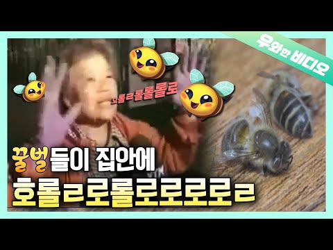 꿀벌의 습격 바선생보단 달콤하지만 살벌한 그들이 온다 Honey Bee Attack Sweet But Bloody Strike 