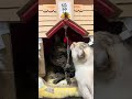 あけましておめでとうございます🎍 本年も、毛布職人ハチとキュウをあたたかく見守っていただけましたら幸いです。皆さまにとって、笑顔の多い一年になりますように。#障害猫#ねこ動画 #正月#返事する猫