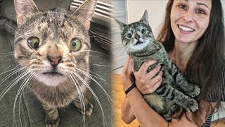 No One Wanted To Adopt This &quot;Ugly&quot; Kitty, But One Day a Miracle Happened