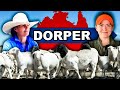 Angus of the sheep world  dorper meat sheep farming in australia regenerative agriculture