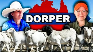 "ANGUS OF THE SHEEP WORLD!" | Dorper Meat Sheep Farming in Australia Regenerative Agriculture