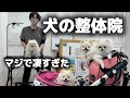 メルの腰が調子が悪いので有名な犬の整体に行ったらマジで凄すぎた