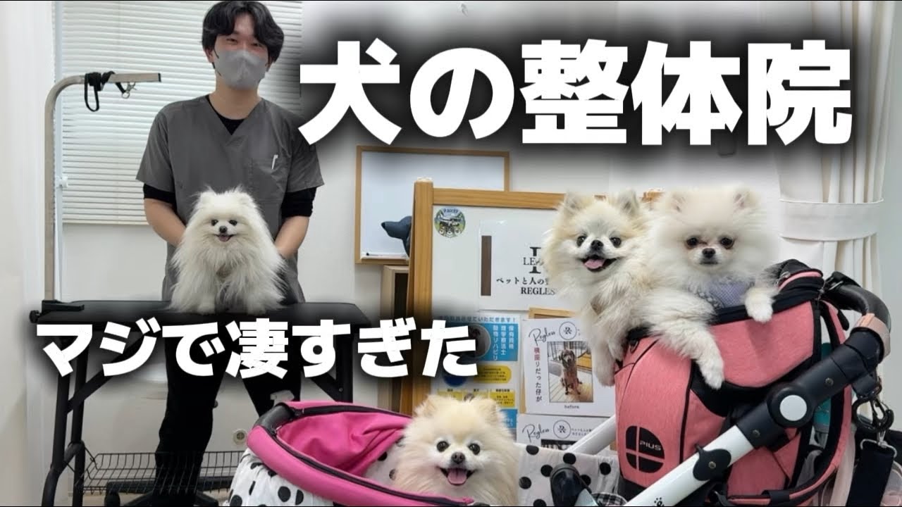 メル愛犬溺愛 Mel's back was bothering her, so we went to a famous dog