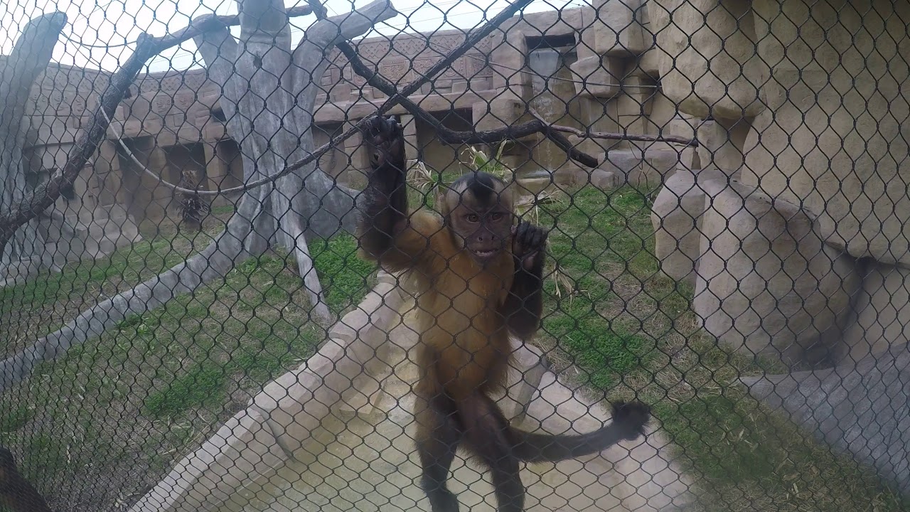 Brownsville zoo YouTube