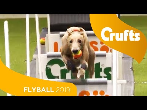 flyball crufts 2019
