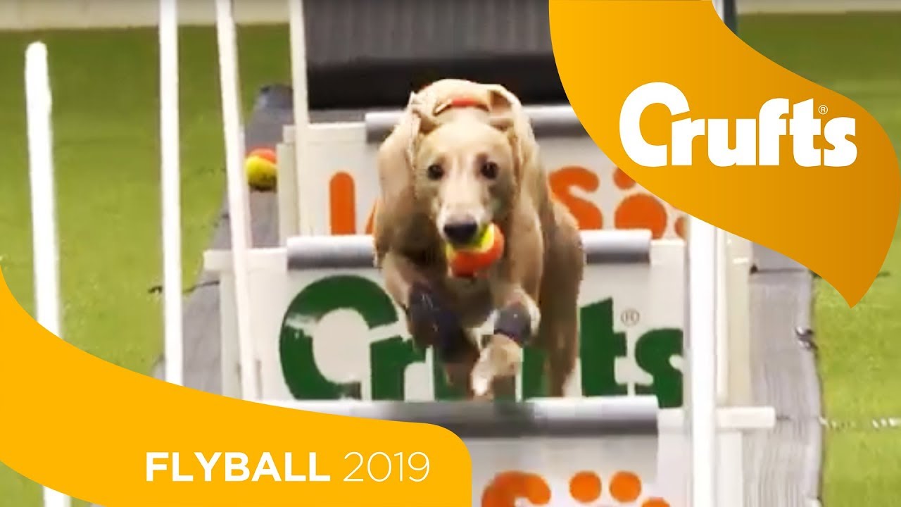 crufts 2019 flyball