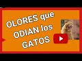 ¿Cuáles son los Olores que ODIAN los GATOS? 5 mejores repelentes