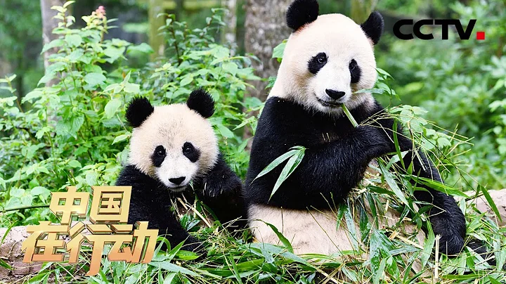守護“國寶”！大熊貓保護等級從瀕危降至易危 中國創造了生態逆轉的奇蹟 20211012 |《中國在行動》CCTV科教 - 天天要聞