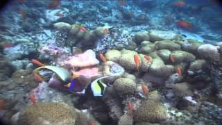 Maldives Diving Paradise - Full Documentary by TheIDIdiver 396 views 9 years ago 51 minutes