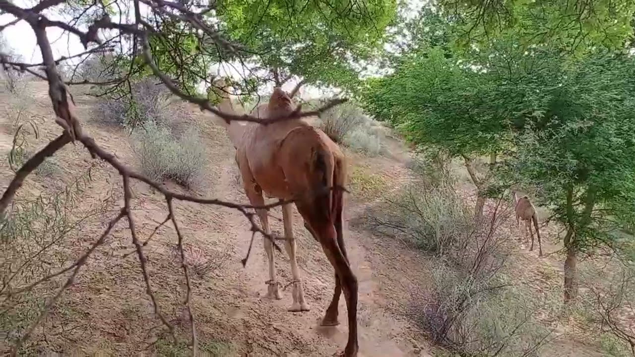 Ship of the Desert: The Thar Camel's Odyssey