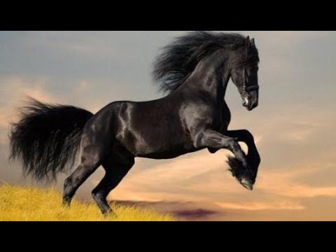 ما هي النخوة