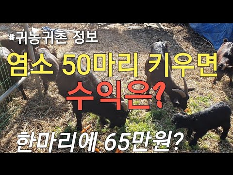 염소 50마리 키우면 수익은? #귀농귀촌 정보