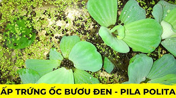 Cách Ấp Trứng Ốc Bươu Đen - Nuôi Ốc Bươu Đen Bình Dương - Pila Polita Egg