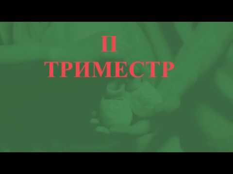 Видео: Второй триместр беременности: обследования и тесты