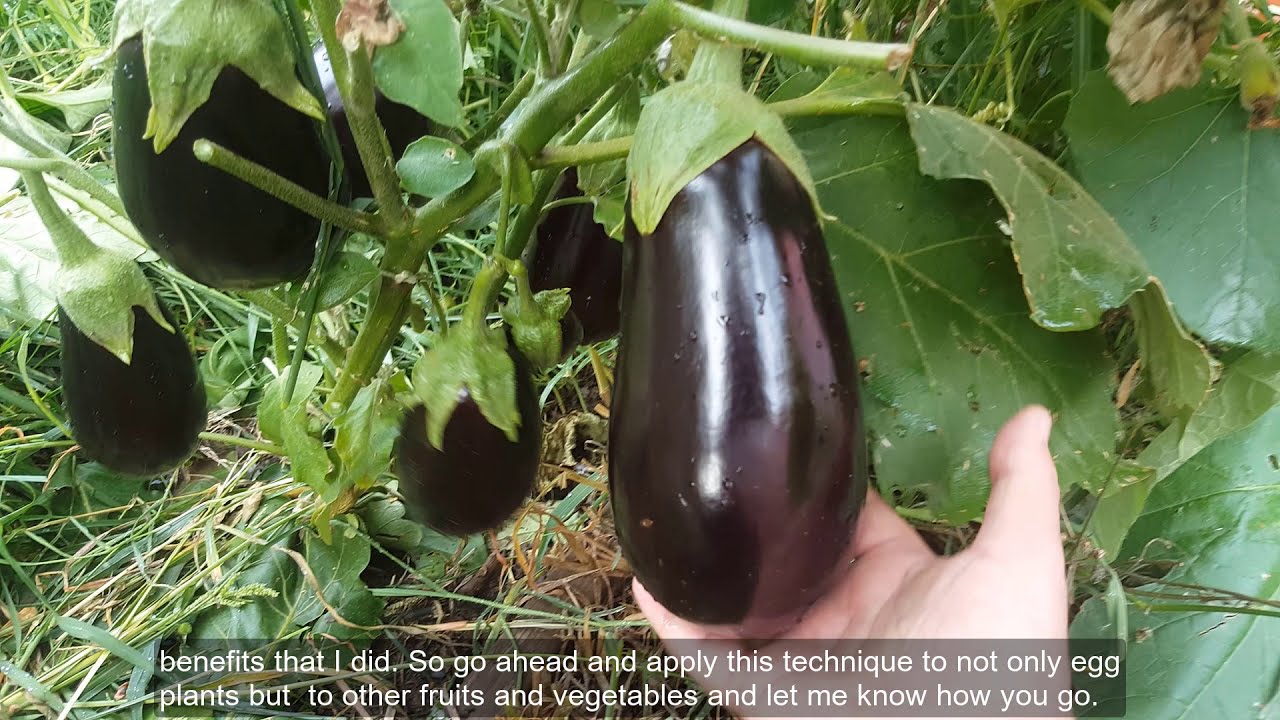 Eggplant ! Grow eggplant like a professional - Phenomenal Results 