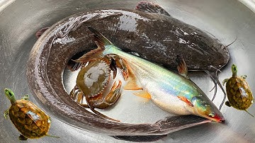 Kem Ốc Chanel bắt cá thi ở ao và ngõ ngập lụt: cá trê, con rùa, cá rô, con cua, con ếch, cá chép đỏ.