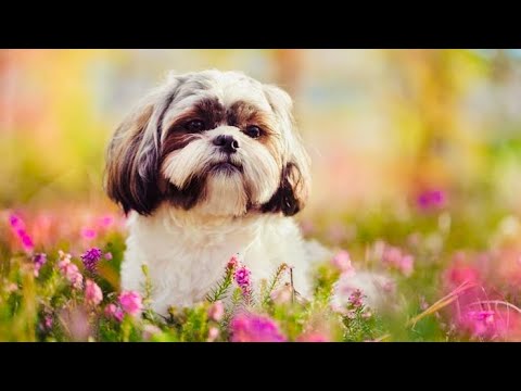 Shihtzu dog playing video | Love for Pets | Best dog videos