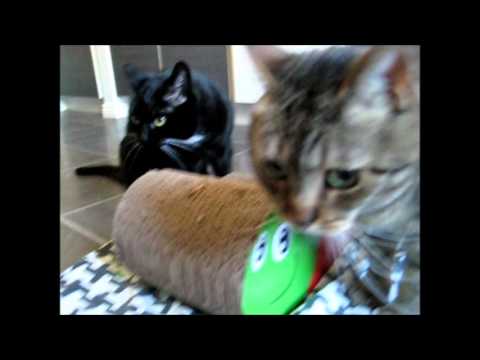 cat แปลว่า Battle for the scratcher