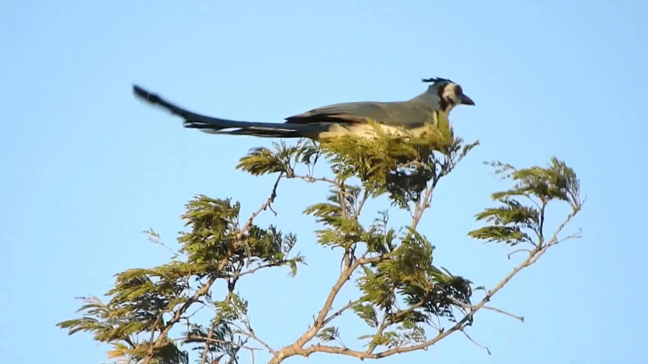 White-throated Magpie-Jay's Wild Ride 