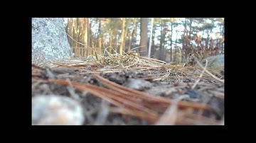 Trailing- Axial SCX-10- Axial Wraith