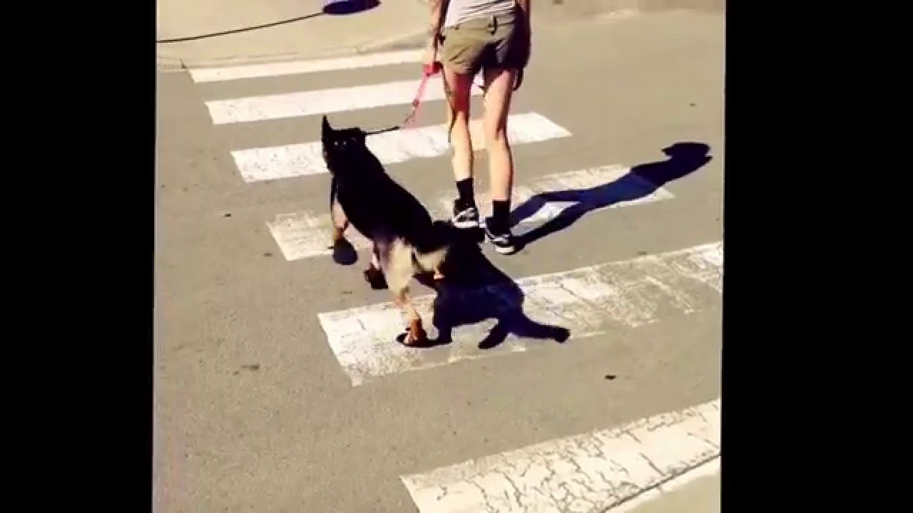 Dog wearing boots for the first time YouTube