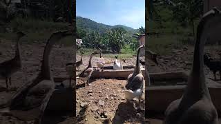 sound family geese animals shorts birds animalsyt geese
