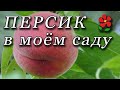 Начинаем выращивать персики. Мои впечатления (понравилось)!