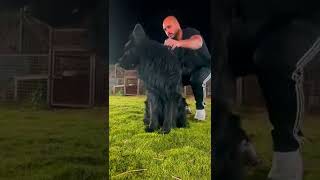 Full Black German Shepherd In Egypt