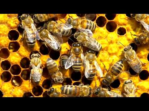 Видео: Любопитни факти за мед